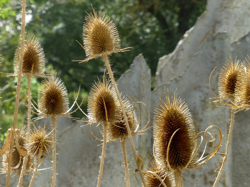 Zaden - Bloemen - Bijen - Biodiversiteit - Inheemse planten - Tuinieren - Natuurbehoud